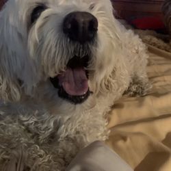 East Lohman Veterinary Clinic - Ale, our beloved cockapoo of 14 years.
