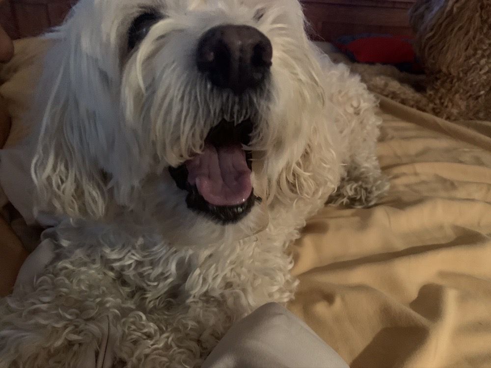 EAST LOHMAN VETERINARY CLINIC Updated September 2024 11 Reviews