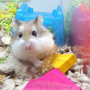 Petco - a cute little hamster playing in his cage - Pet Stores Near Me - Glendale, California Petco - a cute little hamster playing in his cage - Pet Stores Near Me - Glendale, California