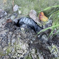 BVD Septic - Cracked pipe and exposed to the elements... somehow this passed inspection?