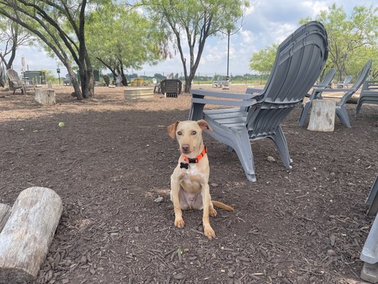 MUTTS Canine Cantina® by null