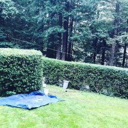 Hedge trimming after