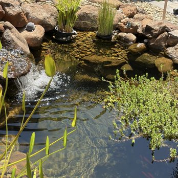 Complete Ponds - Landscaping Near Me