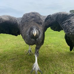 World of Wings Birds of Prey Centre - Ana, our Andean Condor