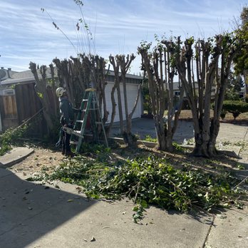 Semper Green Tree Service - Tree Services Near Me - Gilroy, California Semper Green Tree Service - Tree Services Near Me - Gilroy, California