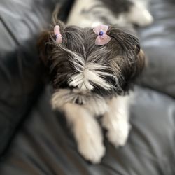 Love-N-Care pet Salon