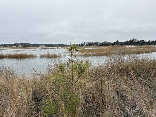 Pleasure House Point Natural Area by null