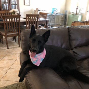 Pet Salon - Brooklyn - Pet Groomers Near Me - Mentone, California Pet Salon - Brooklyn - Pet Groomers Near Me - Mentone, California