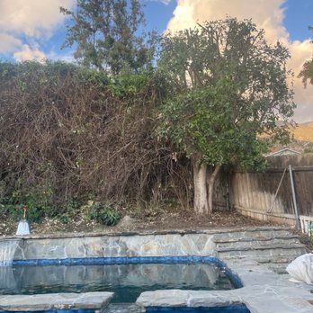Think Green Tree Care - After trimmed back 4 feet so we can actually walk - Tree Services Near Me - Beverly Hills, California Think Green Tree Care - After trimmed back 4 feet so we can actually walk - Tree Services Near Me - Beverly Hills, California