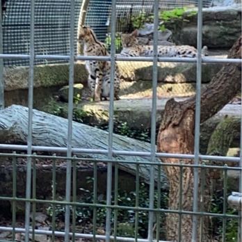 Bee City Zoo - Petting Zoos Near Me - Cottageville, South Carolina