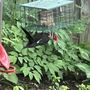 Photo of The Backyard Bird Feeder