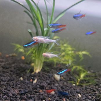 405 Tropical Fish - I got 5 of the albinos from them, 10 neon from a different petshop and they all died off after adding the albinos smfh - Local Fish Stores Near Me - Westminster, California 405 Tropical Fish - I got 5 of the albinos from them, 10 neon from a different petshop and they all died off after adding the albinos smfh - Local Fish Stores Near Me - Westminster, California