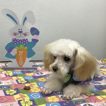 Pampered Pooch - Pet Groomers Near Me - Granbury, Texas