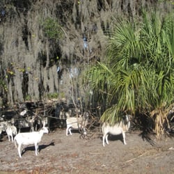 Deep Creek Ranch - more sheep