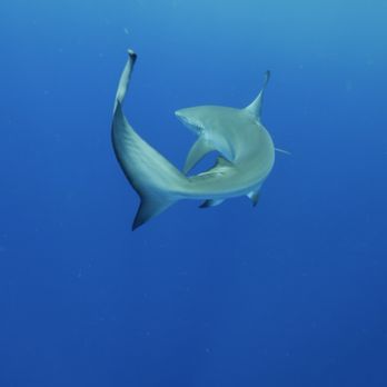 Hawaii Adventure Diving - Scuba Diving Near Me - Haleiwa, Hawaii