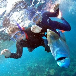 Great Barrier Reef, Australia - Hanging with Wally our Maori Wrasse buddy in the Great Barrier Reef!