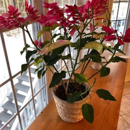 Poinsettia