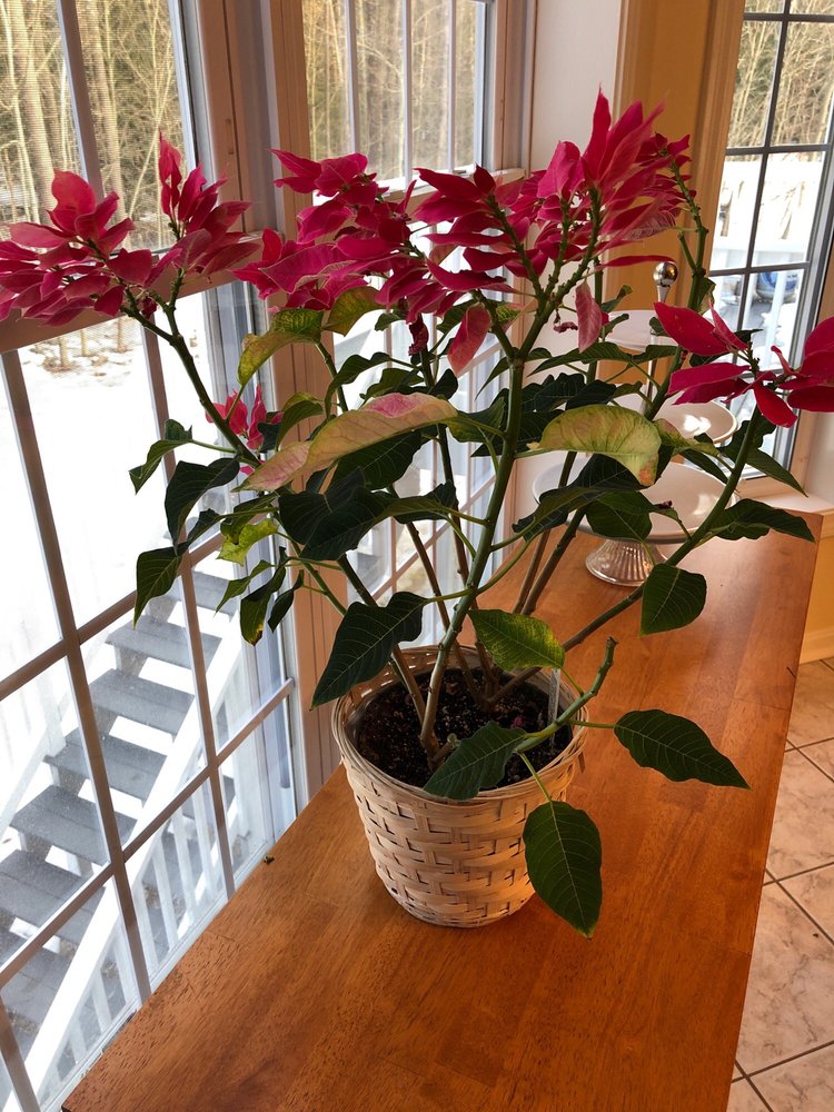 STUDLEY’S FLOWER GARDENS Florists 82 Wakefield St, Rochester, NH