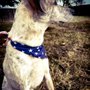 Photo of Trail Dogs Off-Road