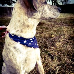 Trail Dogs Off-Road - Trail Dogs mascot... Nashville!