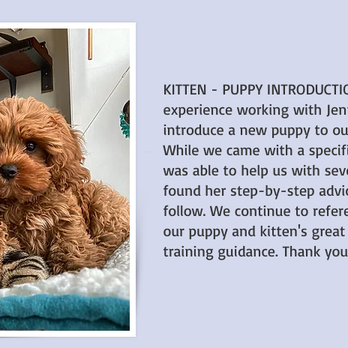 Cat Advocate|Feline Behavior Solutions - Pet Training Near Me Cat Advocate|Feline Behavior Solutions - Pet Training Near Me