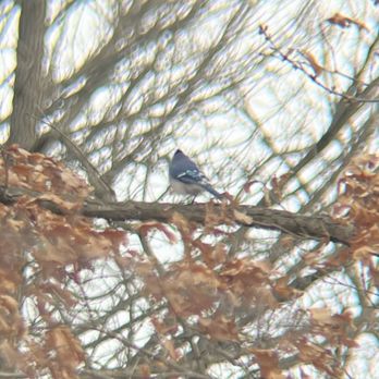 Furstenberg Nature Area - The best I could capture of a blue jay - Parks Near Me - Ann Arbor, Michigan Furstenberg Nature Area - The best I could capture of a blue jay - Parks Near Me - Ann Arbor, Michigan
