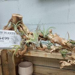 Ritchie Feed & Seed - Air plants. Great price.