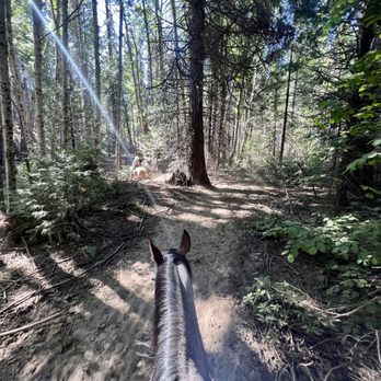 Yosemite Trails Horseback Adventures - Super cool trail buddy - Horseback Riding Near Me - Fish Camp, California Yosemite Trails Horseback Adventures - Super cool trail buddy - Horseback Riding Near Me - Fish Camp, California