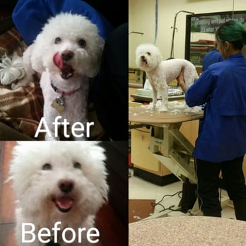 PetSmart - Maltese mix poodle with Ashley the groomer. 45$ service, $7shampoo, $7nail trimming - Pet Stores Near Me - Mountain View, California PetSmart - Maltese mix poodle with Ashley the groomer. 45$ service, $7shampoo, $7nail trimming - Pet Stores Near Me - Mountain View, California