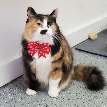 Paw Babies Mobile Grooming - I feel so pretty! - Pet Groomers Near Me Paw Babies Mobile Grooming - I feel so pretty! - Pet Groomers Near Me