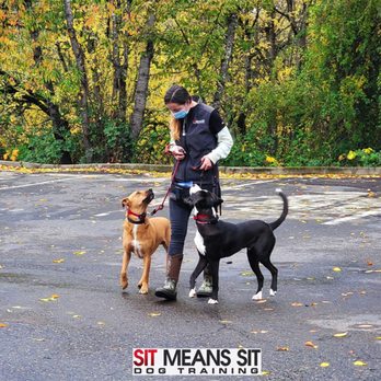Sit Means Sit - Trainer heeling two pups with great attention! - Pet Training Near Me - Tigard, Oregon