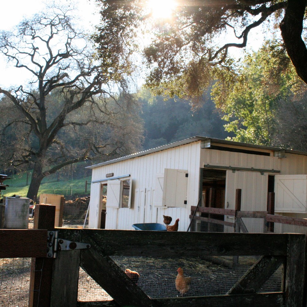 Deer Hollow Farm - Deer Hollow Farm - Kids Activities Near Me - Cupertino, California