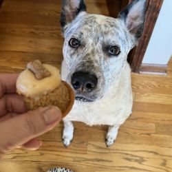 Smallcakes - St. Charles - She loved the pupcakes on her birthday!