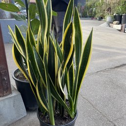 Snake plant