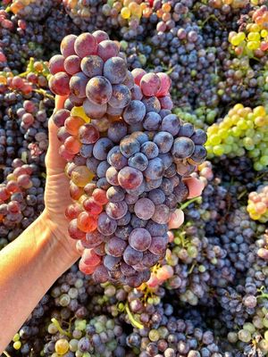 Robert Clay Vineyards Estate Winery & Tasting Room by null