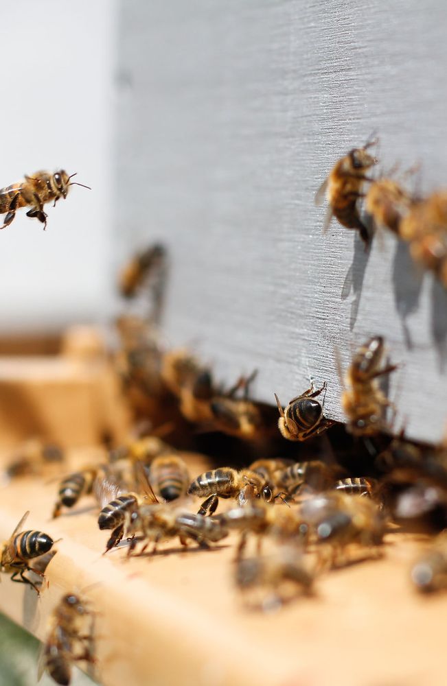 Tampa Bees - beekeeping in Odessa, FL