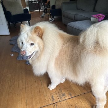 Vip Pet Grooming - Pet Groomers Near Me - Chicago, Illinois Vip Pet Grooming - Pet Groomers Near Me - Chicago, Illinois
