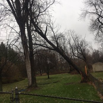 Tree Specialist - This was a healthy looking cherry tree. It was infested with carpenter ants it took a light wind to knock it down. Looks can be deceiving. - Tree Services Near Me - Flint, Michigan