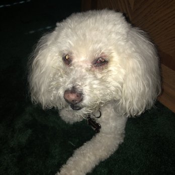Ufuria - Look at his cornea. Something is seriously wrong with my dog. - Pet Training Near Me - Rancho Cucamonga, California
