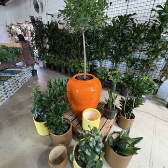 C&S Garden Center - Nurseries & Gardening Near Me - Lawndale, California C&S Garden Center - Nurseries & Gardening Near Me - Lawndale, California