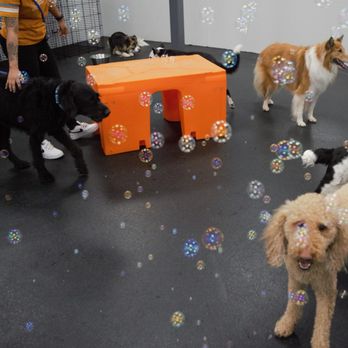 Dogtopia - Pet Boarding Near Me - Davis, California Dogtopia - Pet Boarding Near Me - Davis, California