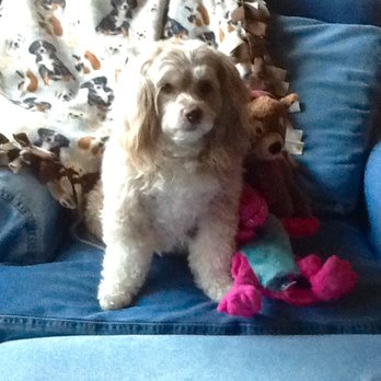 Gwen's Pet Grooming - Penny loves Gwen and Sarah Beth! Thank you Gwen's Pet Grooming! - Pet Groomers Near Me - Cedar Rapids, Iowa Gwen's Pet Grooming - Penny loves Gwen and Sarah Beth! Thank you Gwen's Pet Grooming! - Pet Groomers Near Me - Cedar Rapids, Iowa