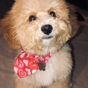 ShamPooches - Pet Groomers Near Me - San Ramon, California ShamPooches - Pet Groomers Near Me - San Ramon, California