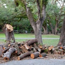 1 JT Tree Services Company
