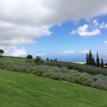 Ali'i Kula Lavender - By the parking lot. - Tours Near Me - Kula, Hawaii Ali'i Kula Lavender - By the parking lot. - Tours Near Me - Kula, Hawaii