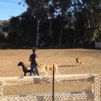 Action K9 Sports - Pet Training Near Me - Escondido, California Action K9 Sports - Pet Training Near Me - Escondido, California