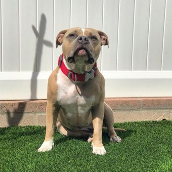 Pet's Eye View - Pet Services Near Me