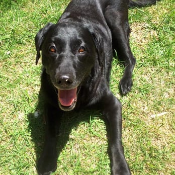 Labpups - My old girl loves hanging out in the courtyard, in the sun. - Pet Stores Near Me - Charlotte, North Carolina Labpups - My old girl loves hanging out in the courtyard, in the sun. - Pet Stores Near Me - Charlotte, North Carolina