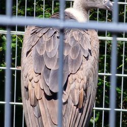 Wild- & Freizeitpark Klotten - Weißrückengeier