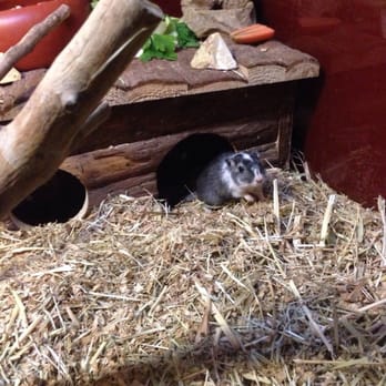 Biosphäre Potsdam - Hello, cute little mice. - Zoos Near Me - Potsdam, BB